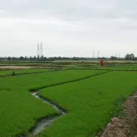 بذر شالی