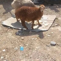 میش با بره