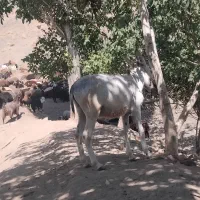 کره الاغ گله ای