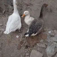 غازماده تخمگذار