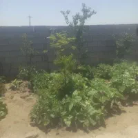 زمین مسکونی قیمت توافقی