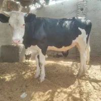 گوساله