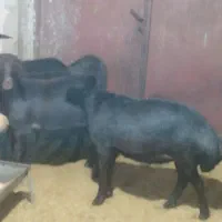 شیشک قره قزل لخت