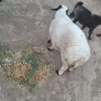 قوچ و چبش