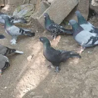 کفتر پر