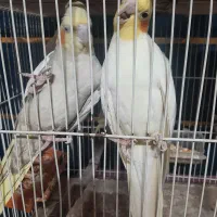 عروس هلندی معاوضه