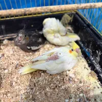 جوجه عروس هلندی