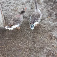 یک جفت غاز نمایی یاپروازی