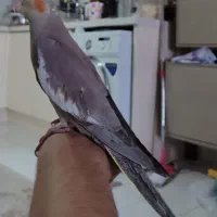 عروس هلندی