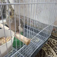عروس هلندی ماده