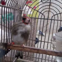 سهره ماده