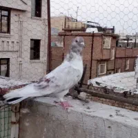 کبوتر نر
