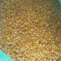 نمک|لوازم جانبی حیوانات|کبودرآهنگ, |دیوار
