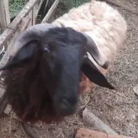 قوچ