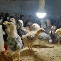 جوجه محلی اصیل کرچ شو واکسن خورده ۷ روزه