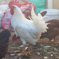 دوتاخروس جوان سالم