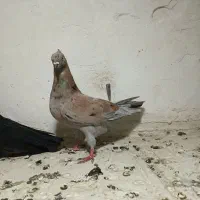 سرور