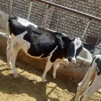 گوساله ماده سرحال نژاد دار
