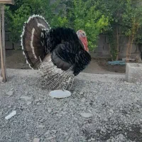 بوقلمو نر تک
