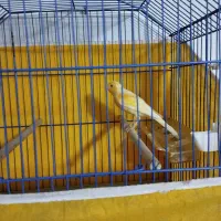 قناری نر زرد