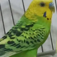 مرغه عشق معاوزه با مرغ لری