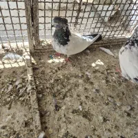 کلدوم سبز کاکل ماده