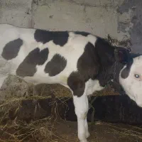 گوساله نر