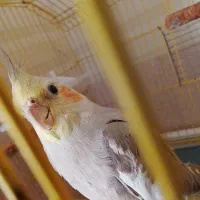عروس هلندی
