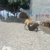 میش و بره