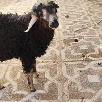 گوسفند نر