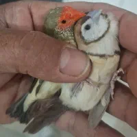 خرید و فروش همه نو فنج