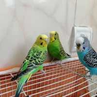 مرغ عشق|پرنده|نیشابور, ۲۲ بهمن|دیوار