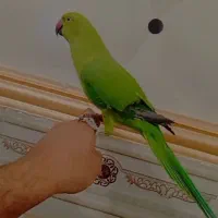 2عدد طوطی ملنگو دستی فول