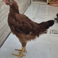 جوجه محلی