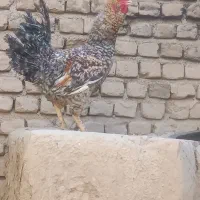 خروس|حیوانات مزرعه|گناباد, |دیوار
