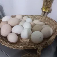 تخم مرغ محلی