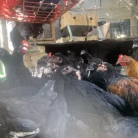 جوجه خروس وباری ومرغ تخمگذار وکرچ،مرغ وخروس لاری