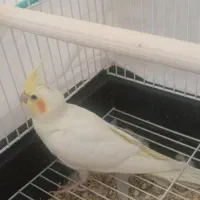 جوجه عروس هلندی دستی رام