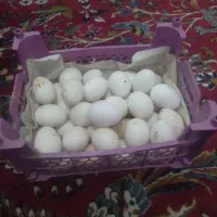 تخم مرغ گلین ریشو چلتاج نطفه دار وتخم بوغلمون
