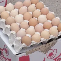 تخم مرغ محلی