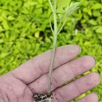 فروش نشا نهال گوجه 8320