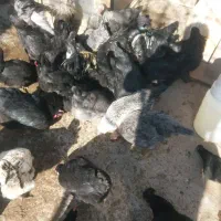 مرغ وخروس مرندی
