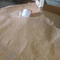 گندم برای کاشت