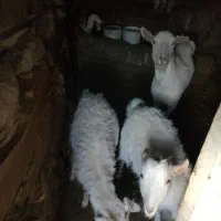 گوسفند بز بزغالە برە نر