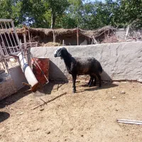 قوچ شالی