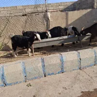 بز با بیگ