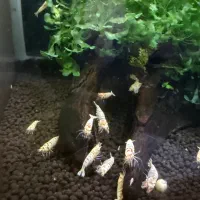 شیریمپ میگو پی آر ال ماسورا مولد وپیش مولد