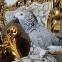 طوطی کاسکو