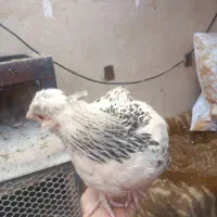 نوچه|مصالح و تجهیزات ساختمان|قم, چهل اختران|دیوار