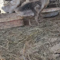 غاز|حیوانات مزرعه|انبارآلوم, |دیوار